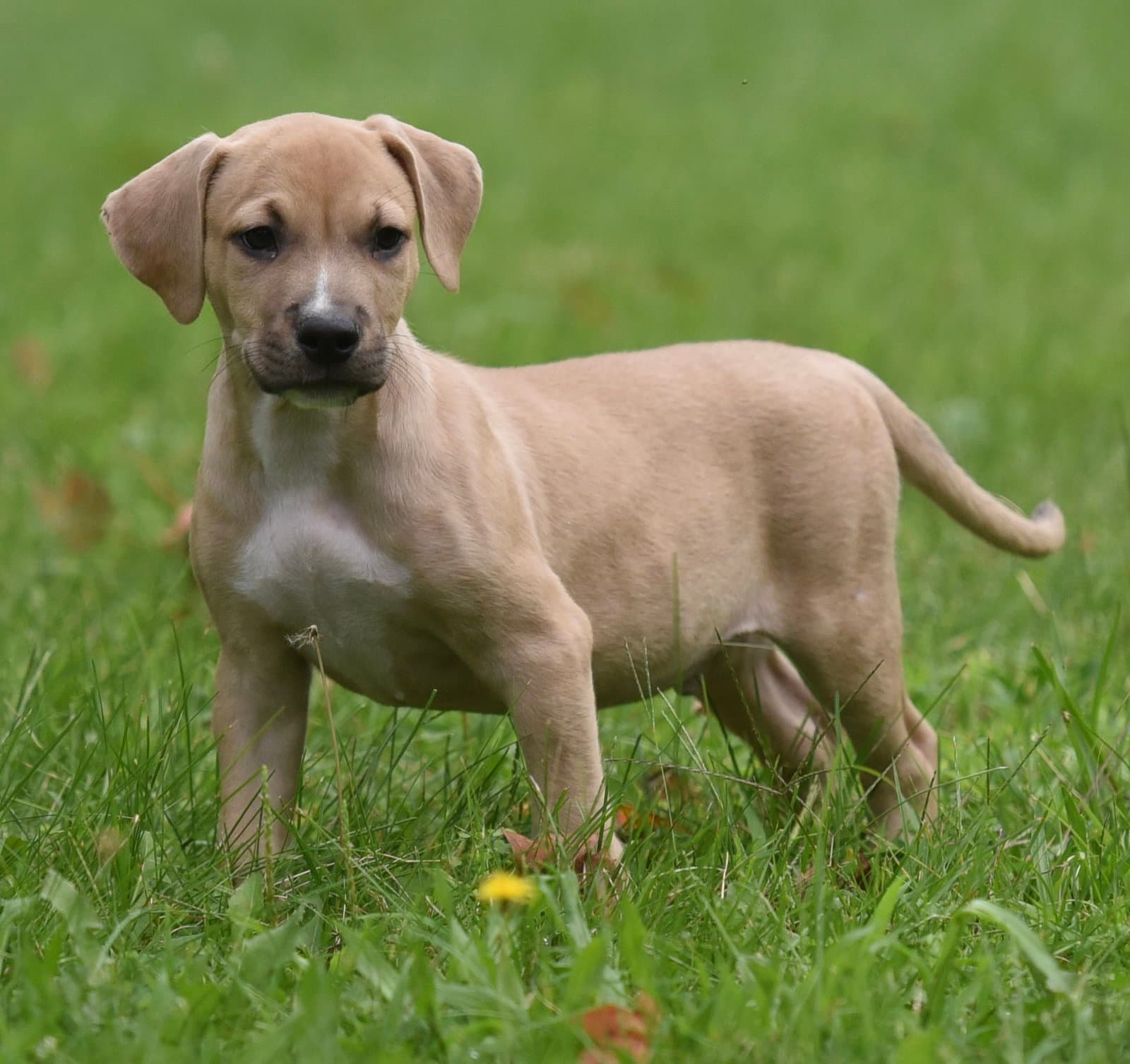 Shiloh