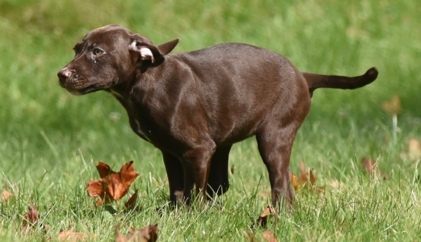 Fossa