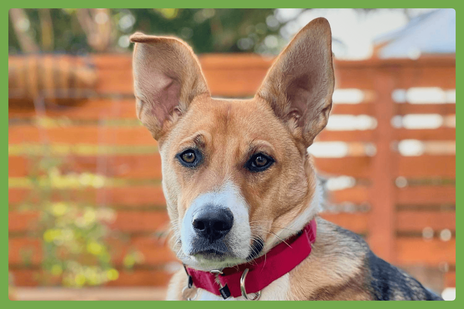 Bowie
