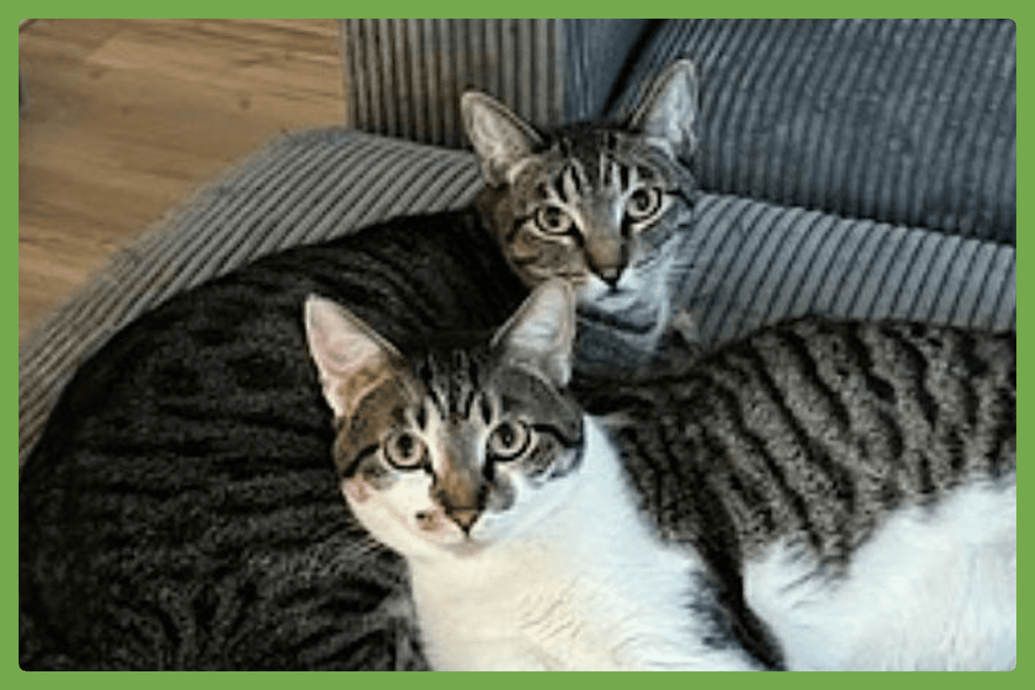 Olive and Pumpkin