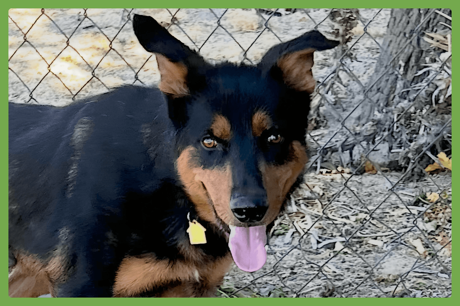 Arlo