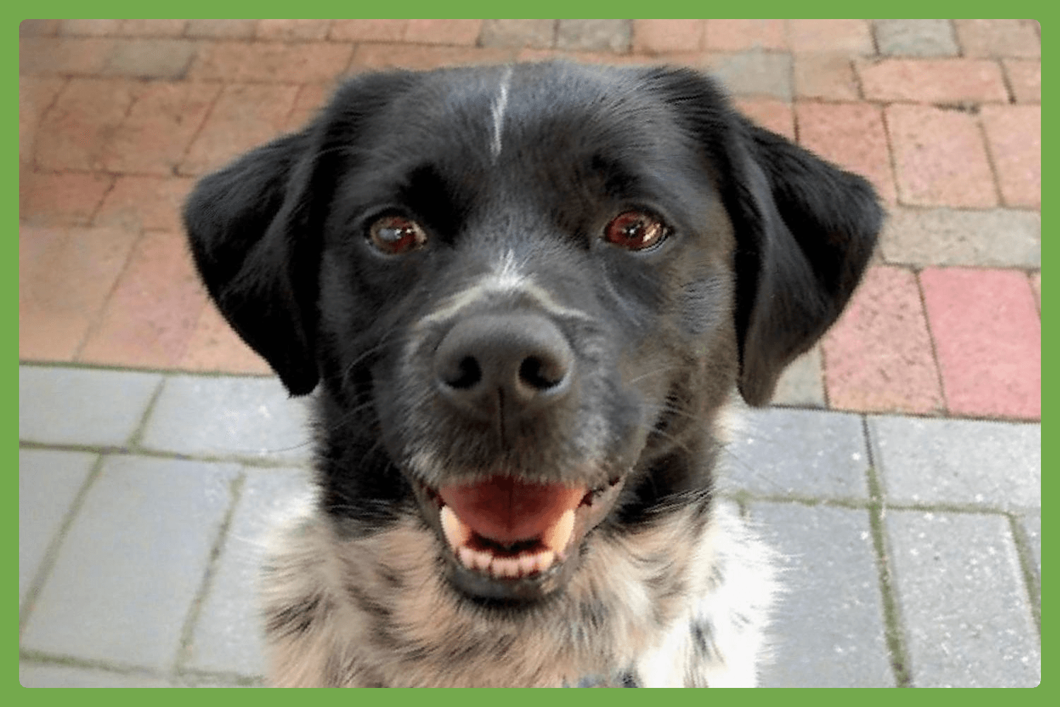 Oreo
