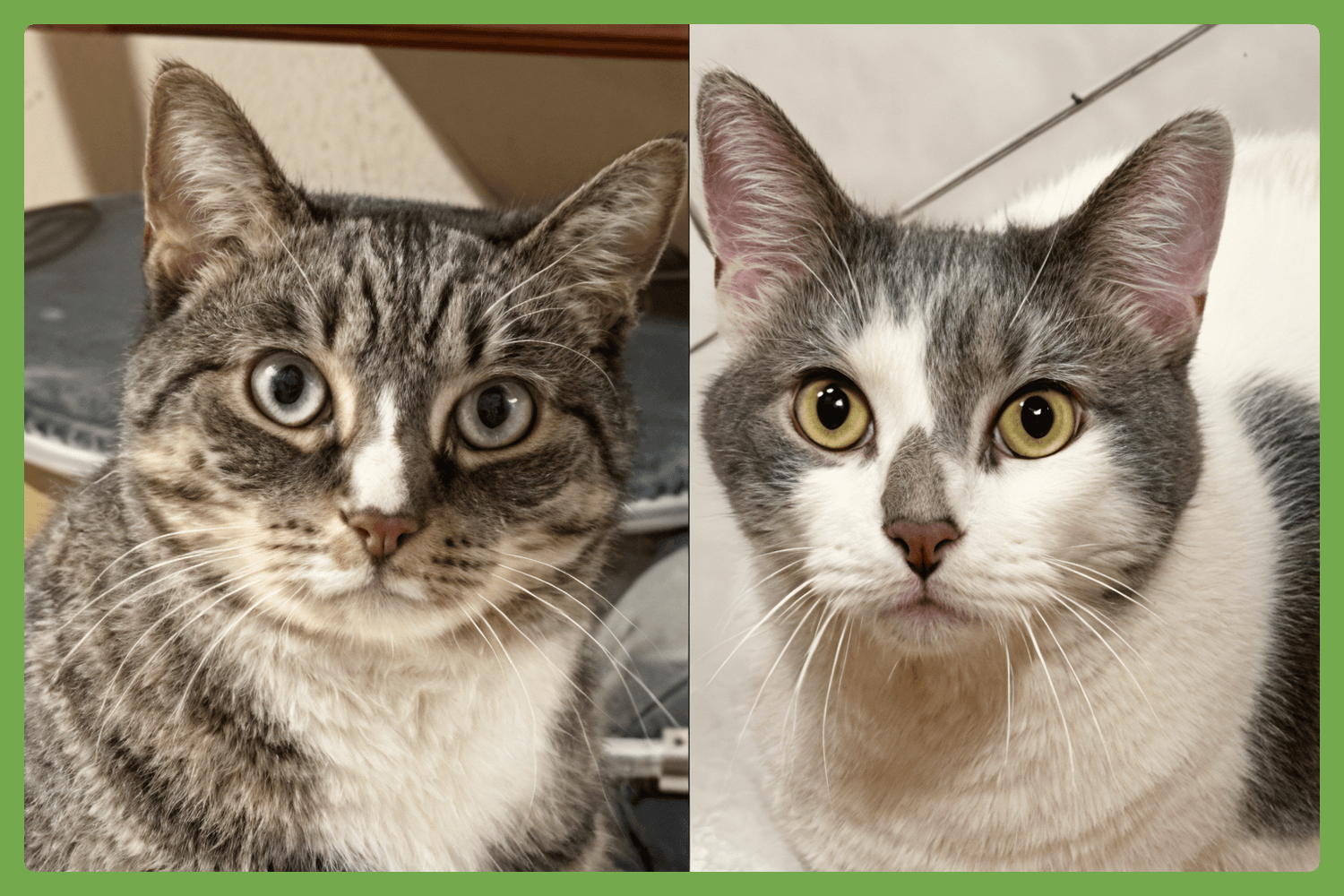 Kittycat and Tinker