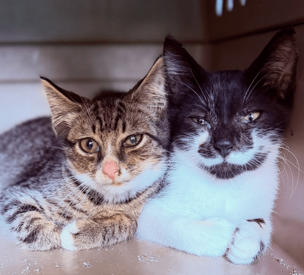 Tank & Turbo