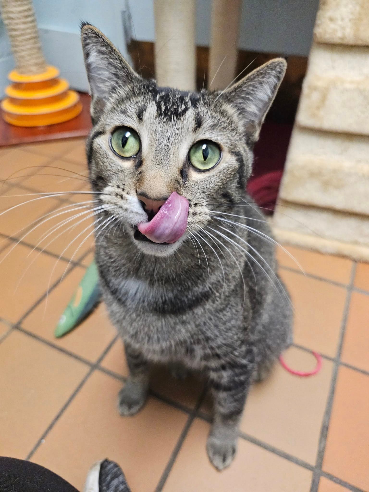Tofu