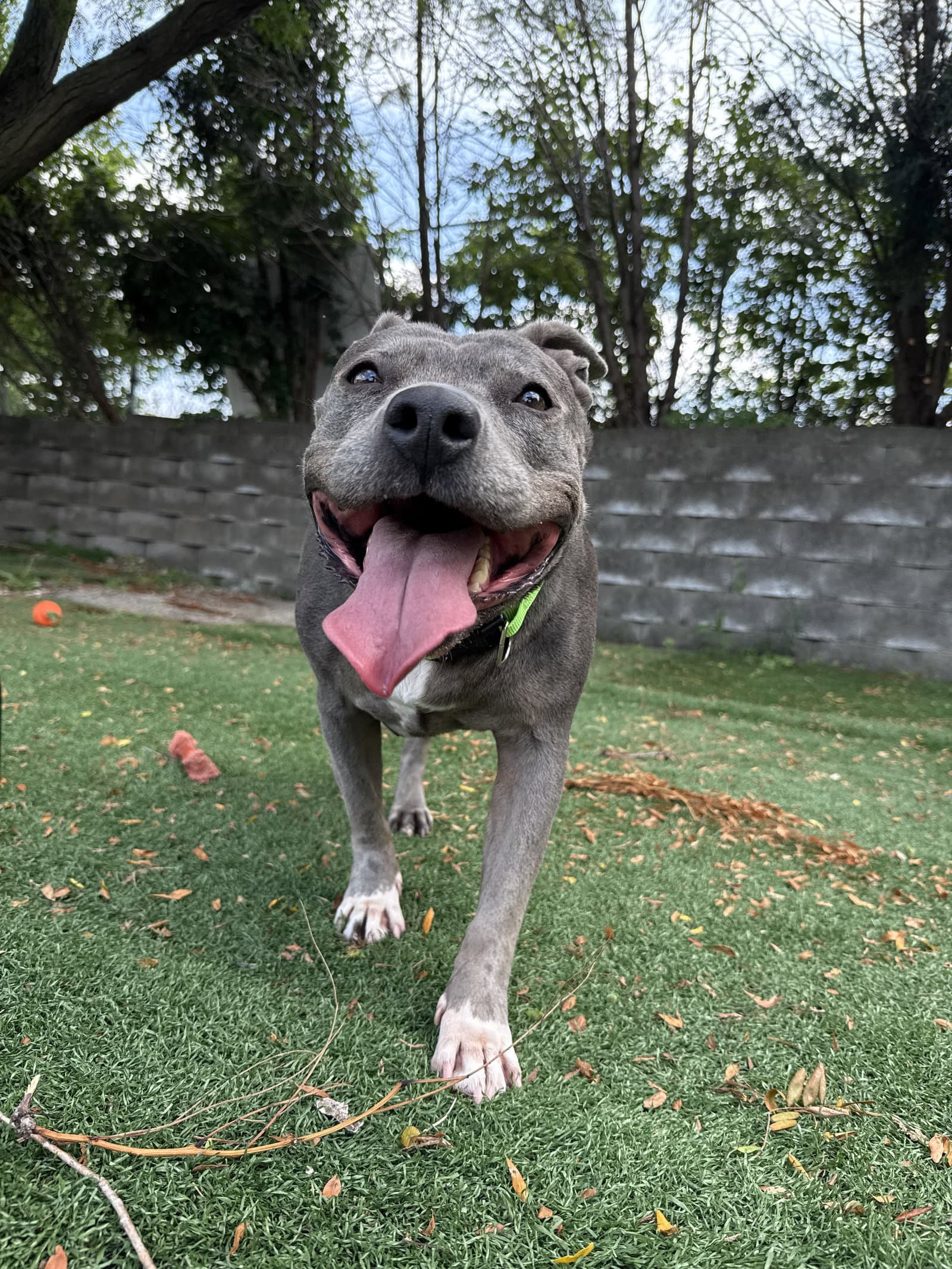 Hippo