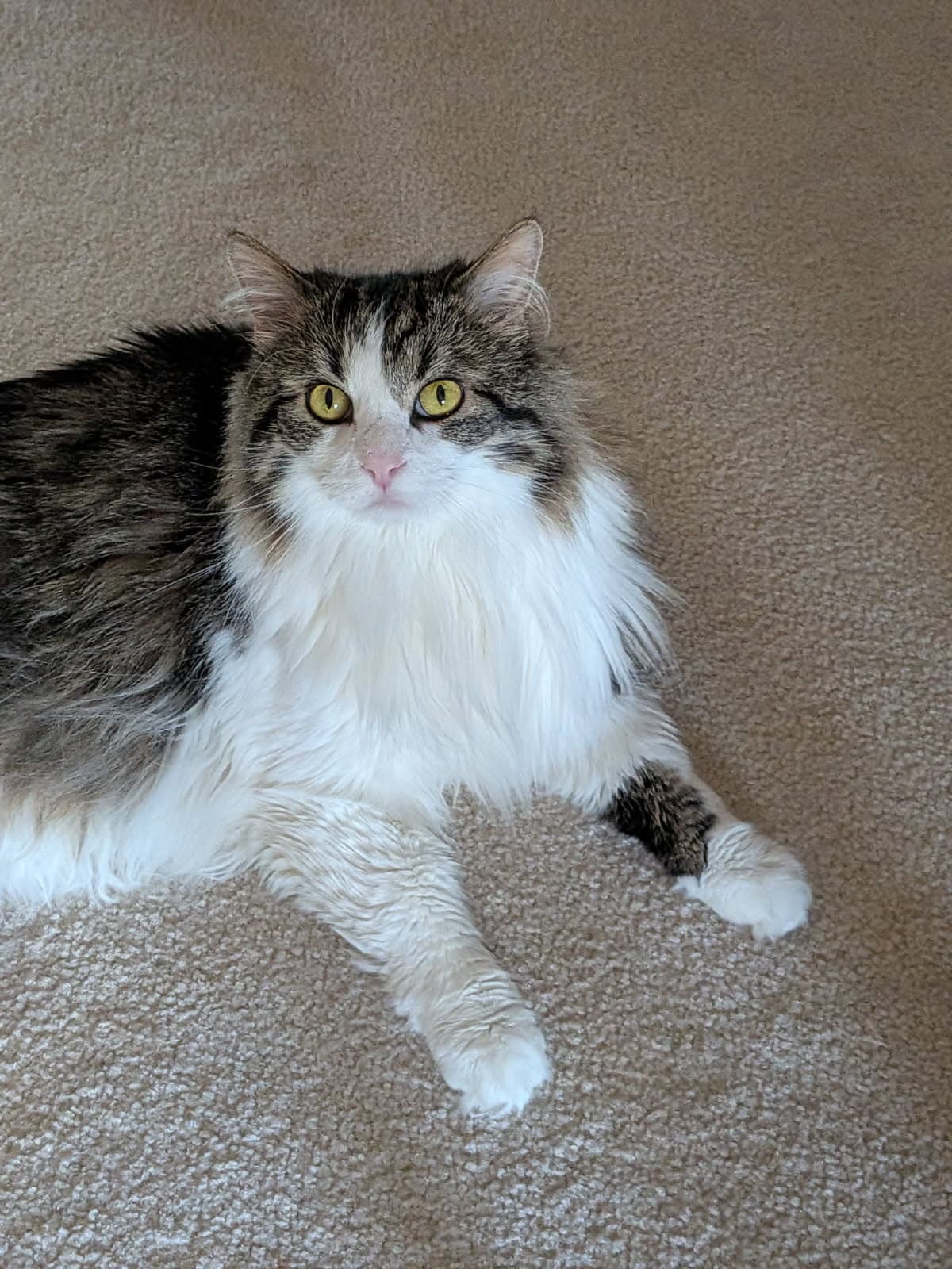 Isabel