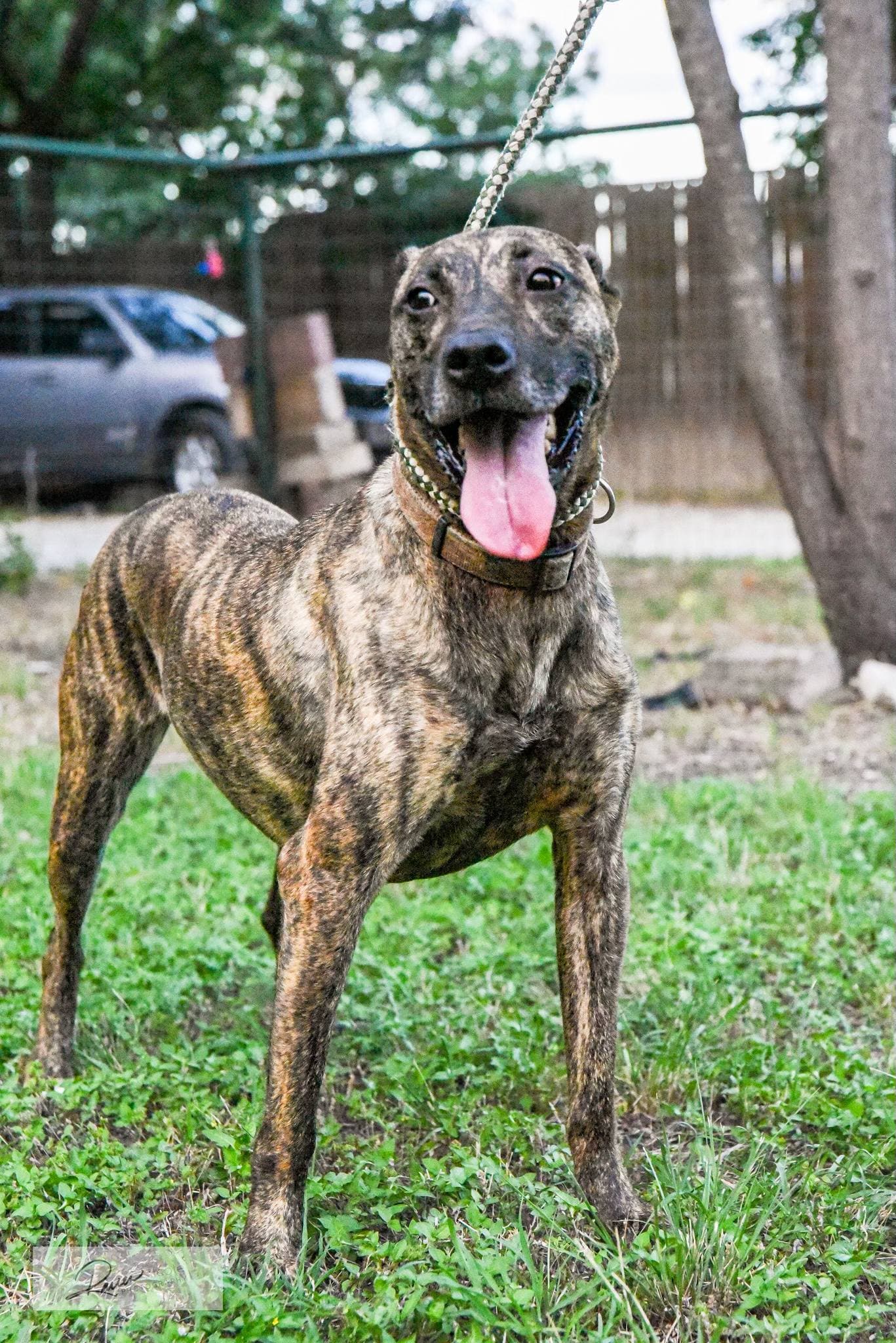 Cora
