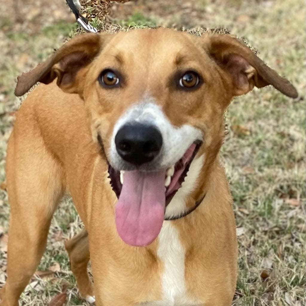 Cooper