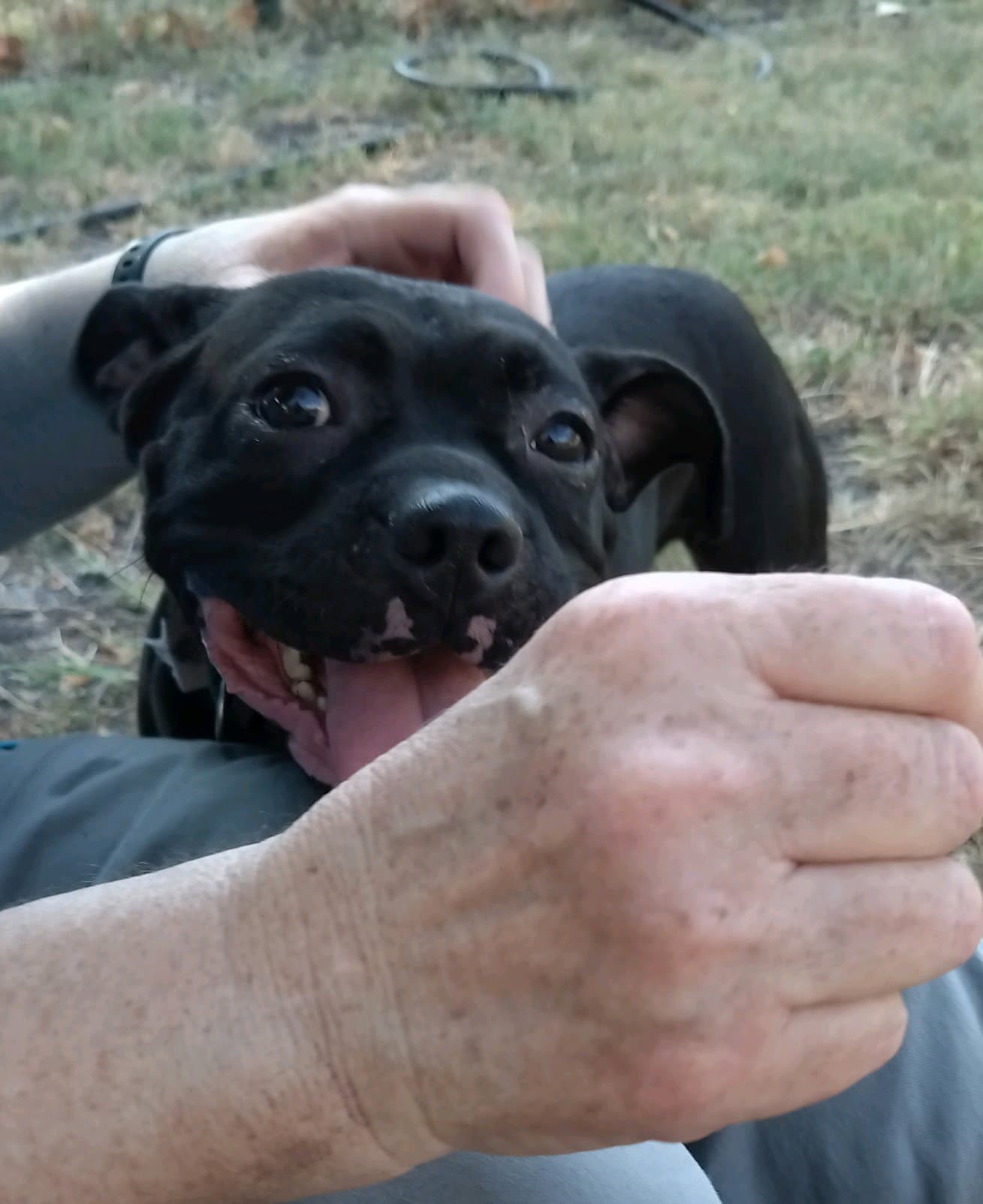 Hank