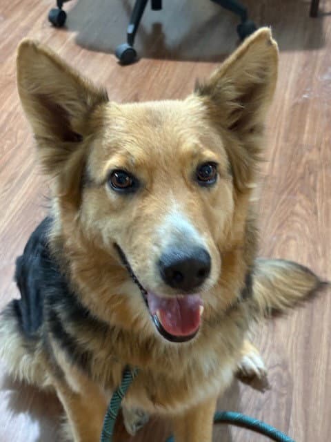 Heidi