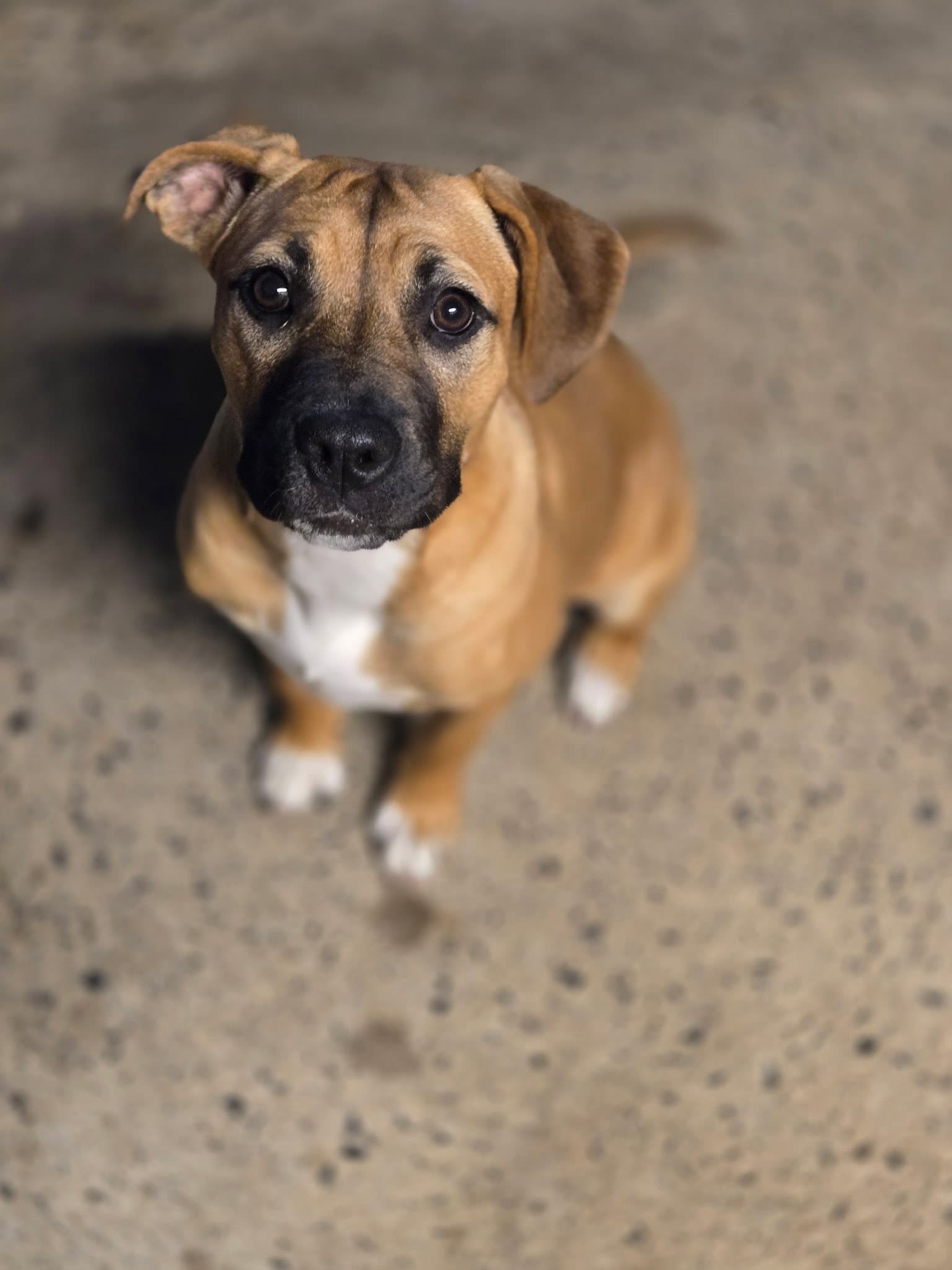 Caramel