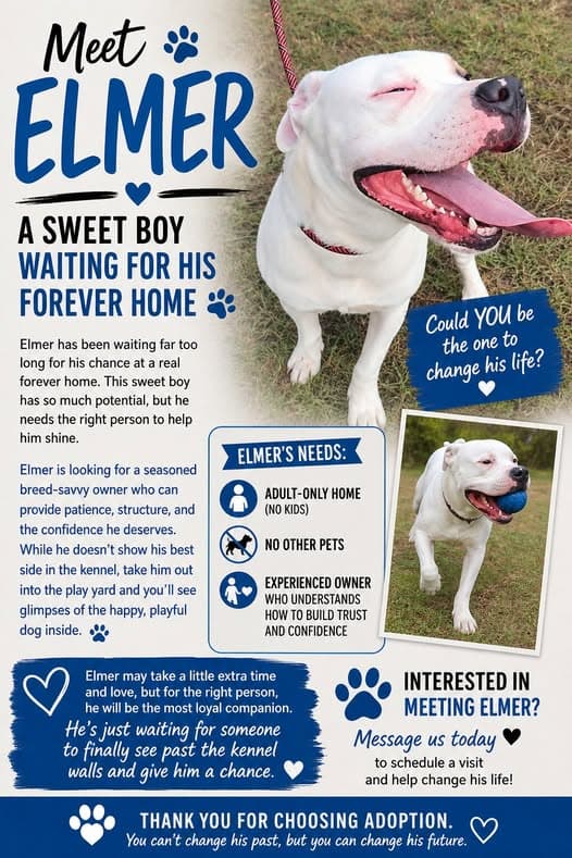 Elmer