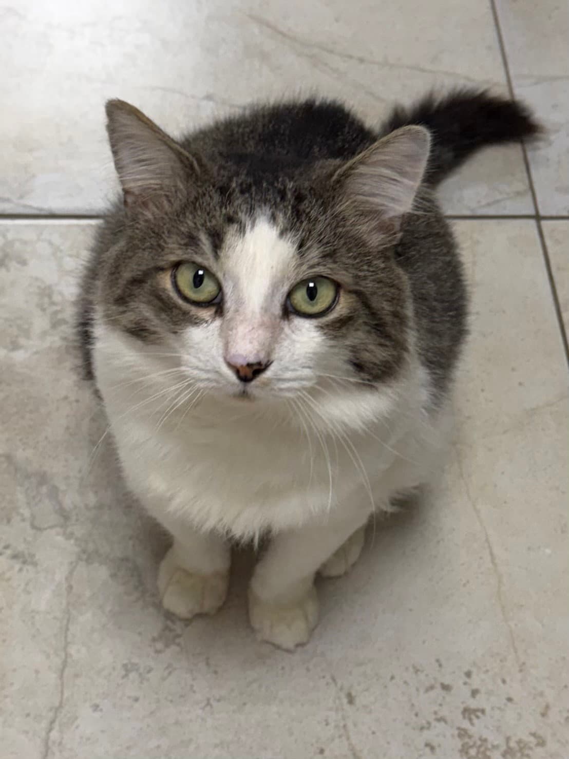Fergus