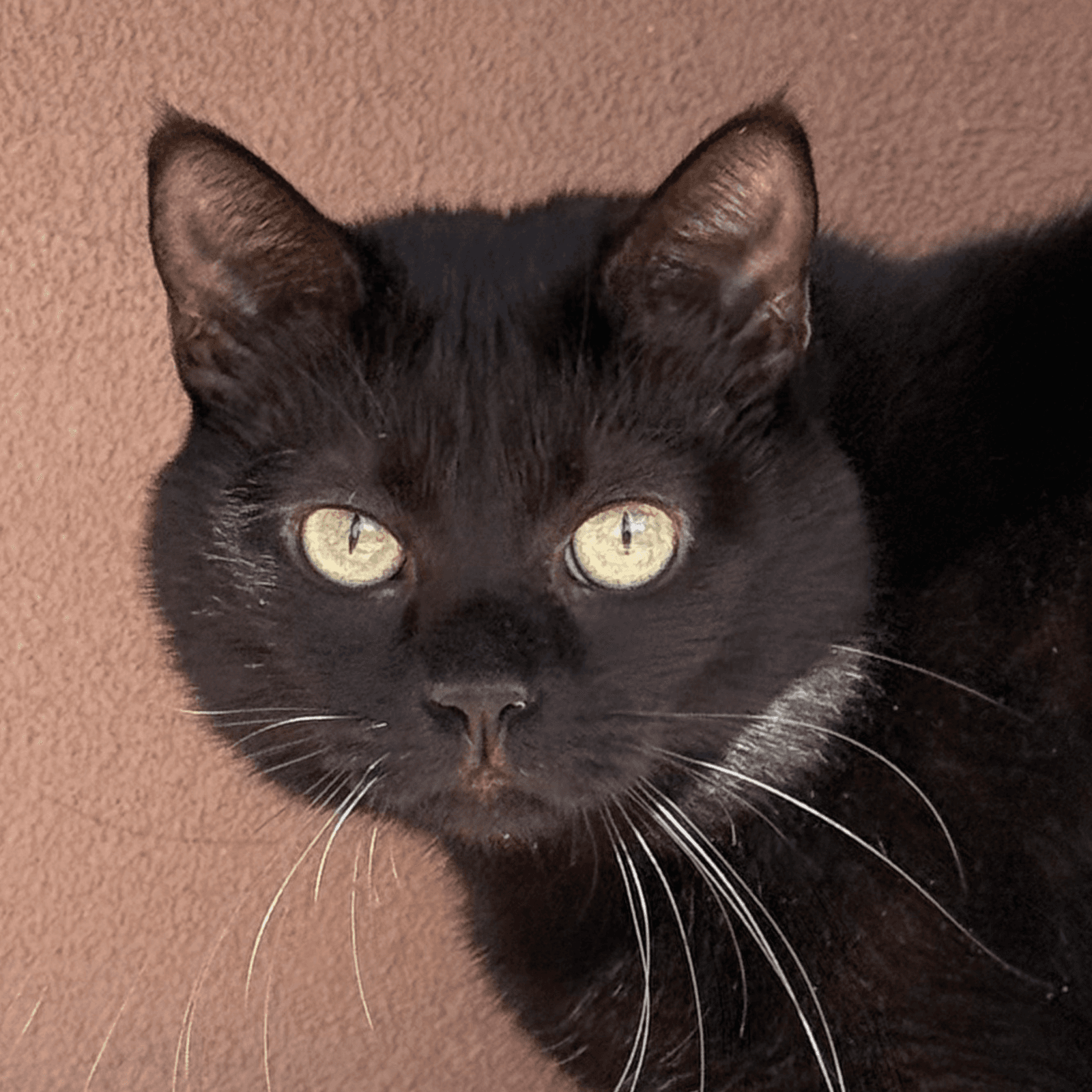 Dilly [Permanent Foster]