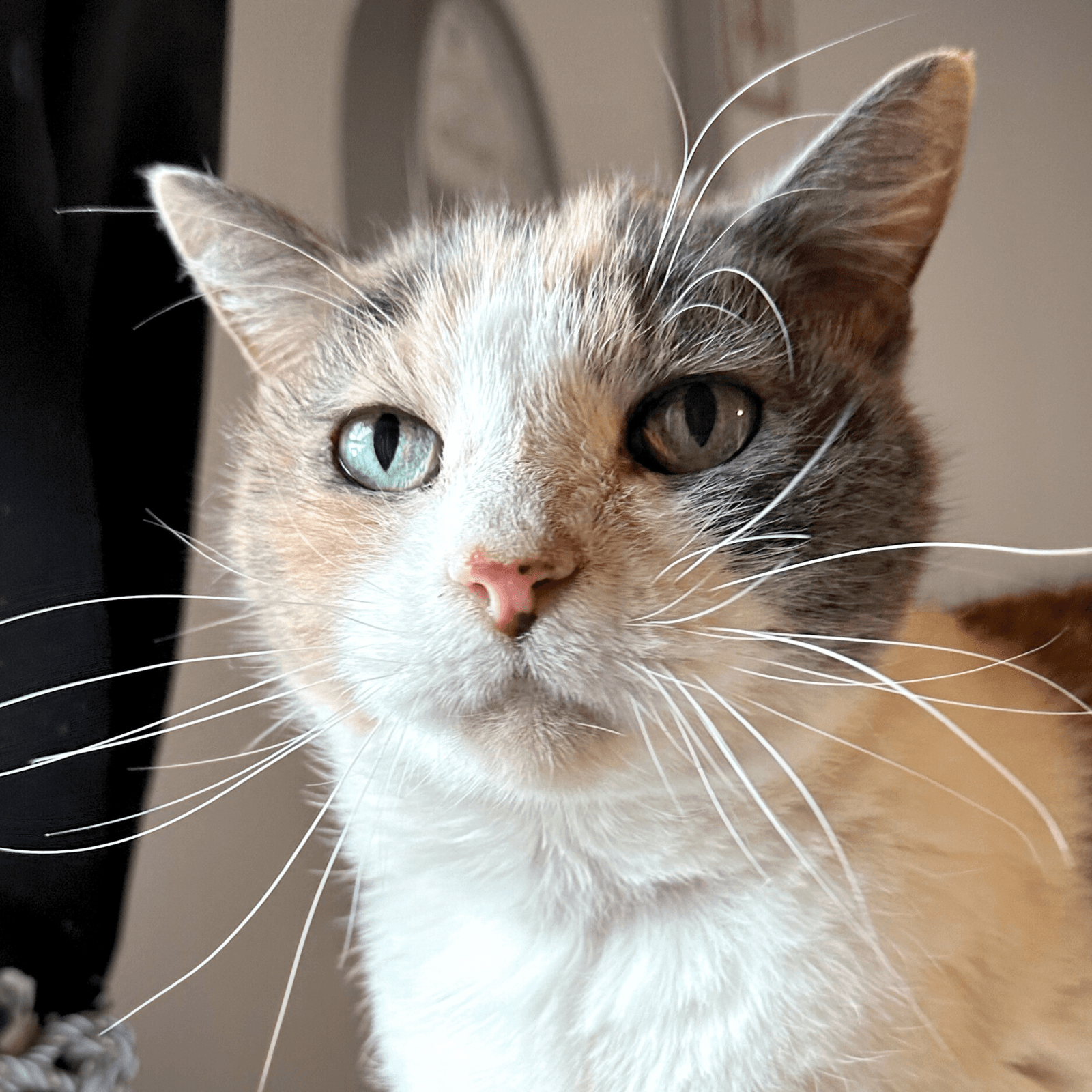Kitty Kiki [Hospice Foster]
