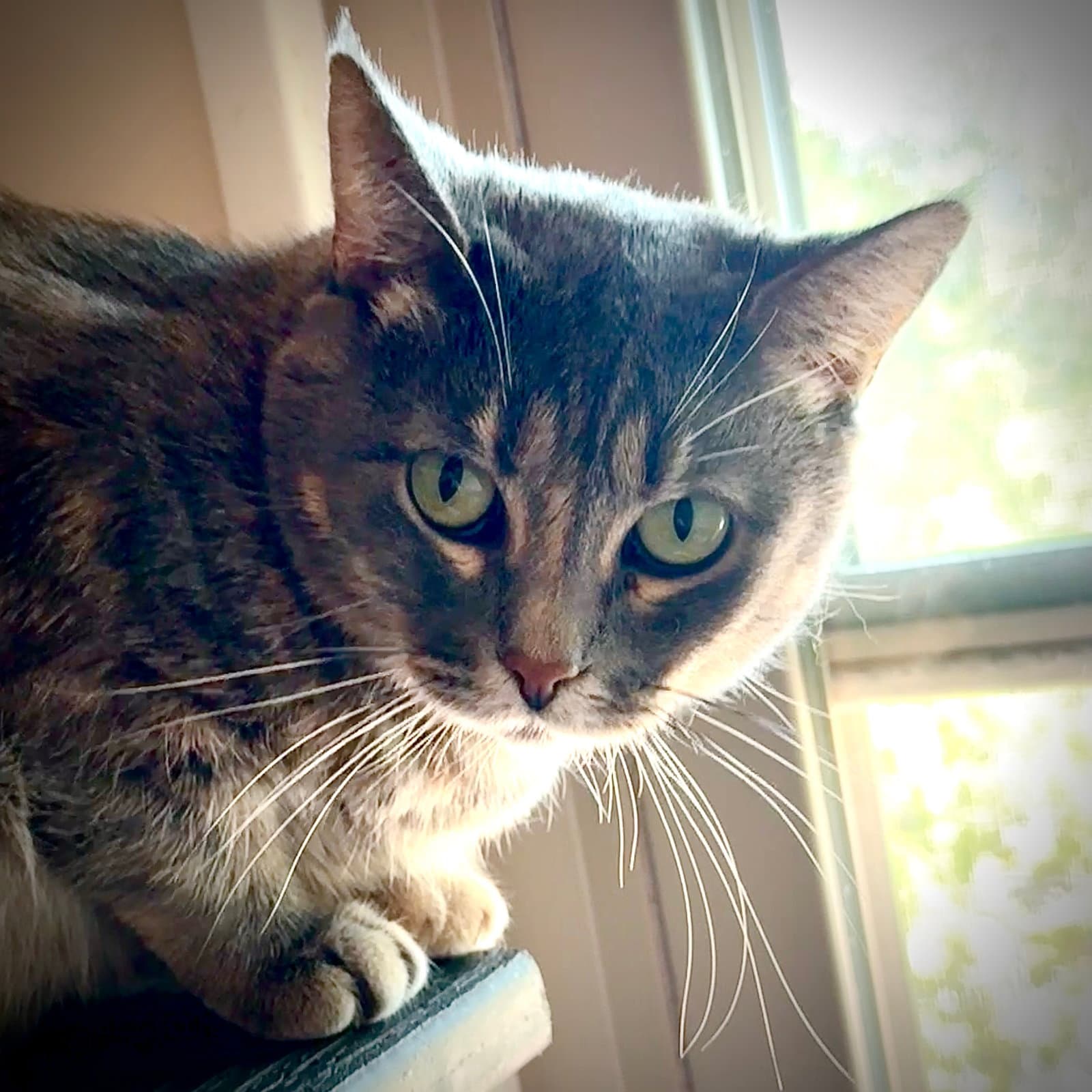 Freya