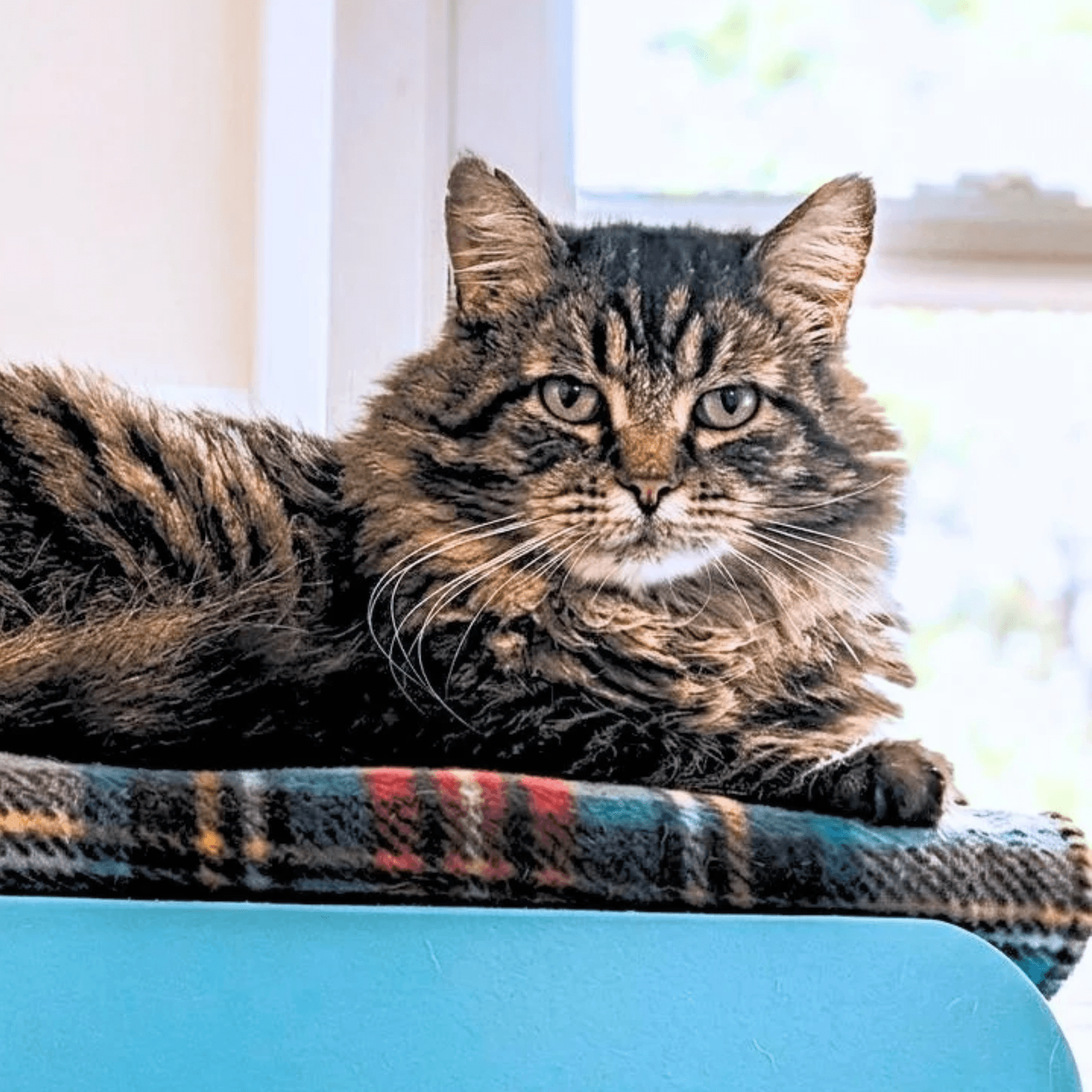 Rufio
