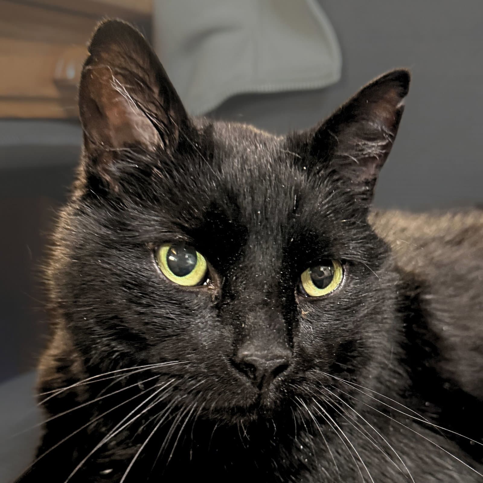 Thor [Permanent Foster]