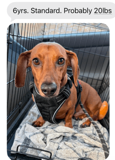 Buddy - Manhattan beach