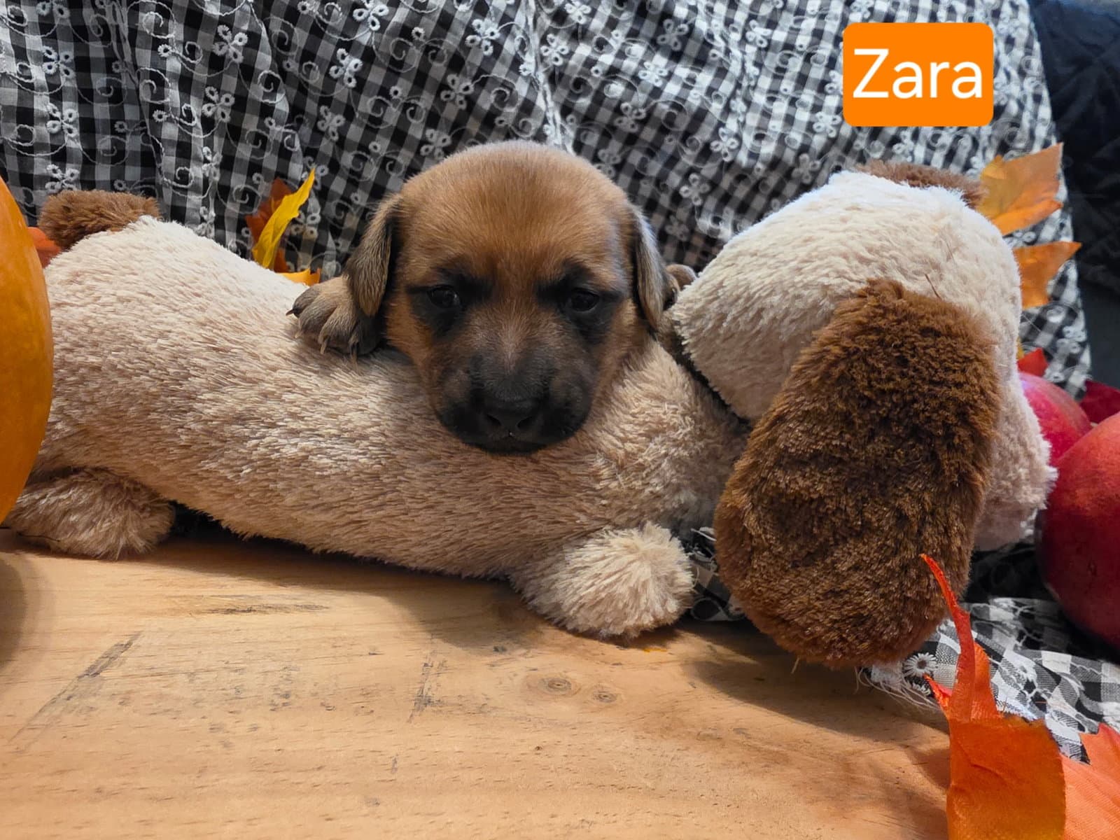 Puppy Zara