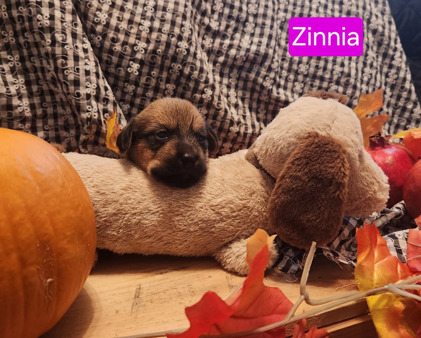 Puppy Zinnia