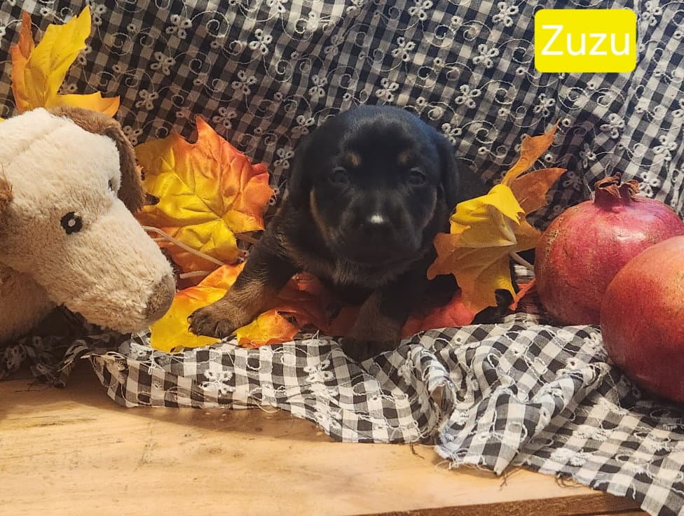 Puppy Zuzu