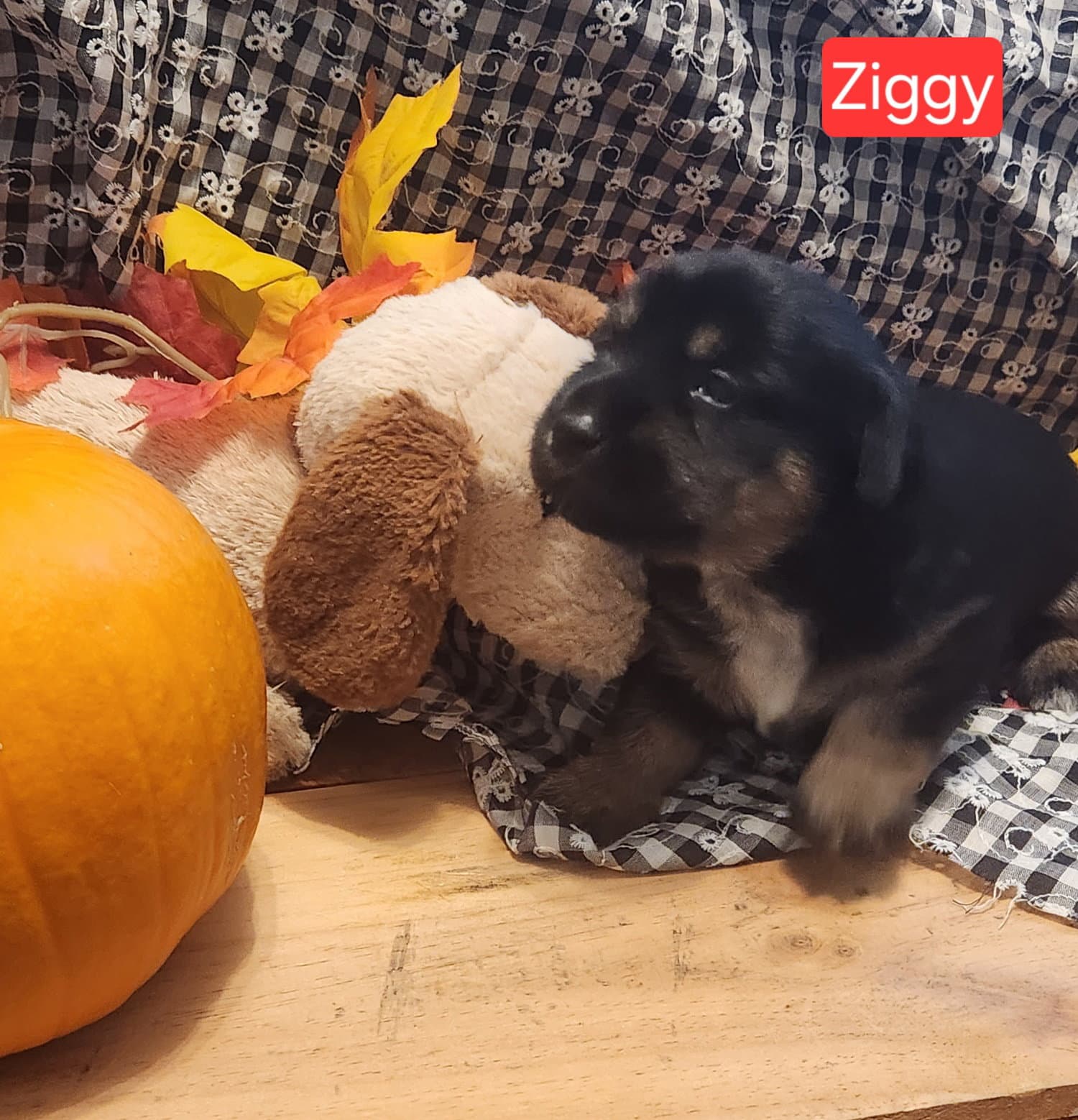 Puppy Ziggy