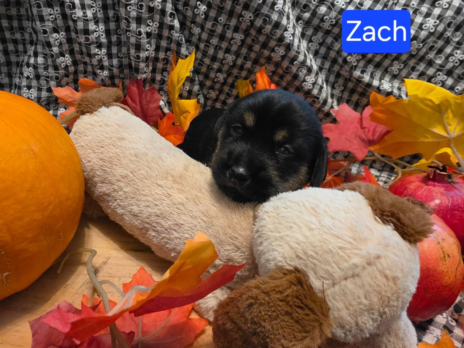 Puppy Zach