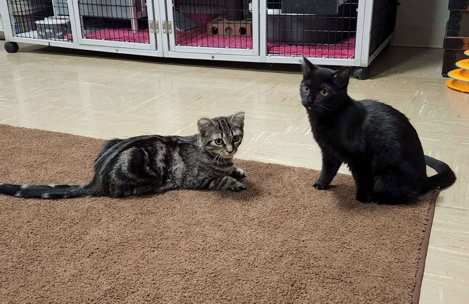 Jemima and Jellyorum Bonded sisters Special Needs
