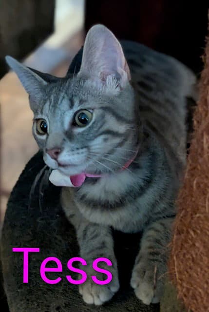 Tess