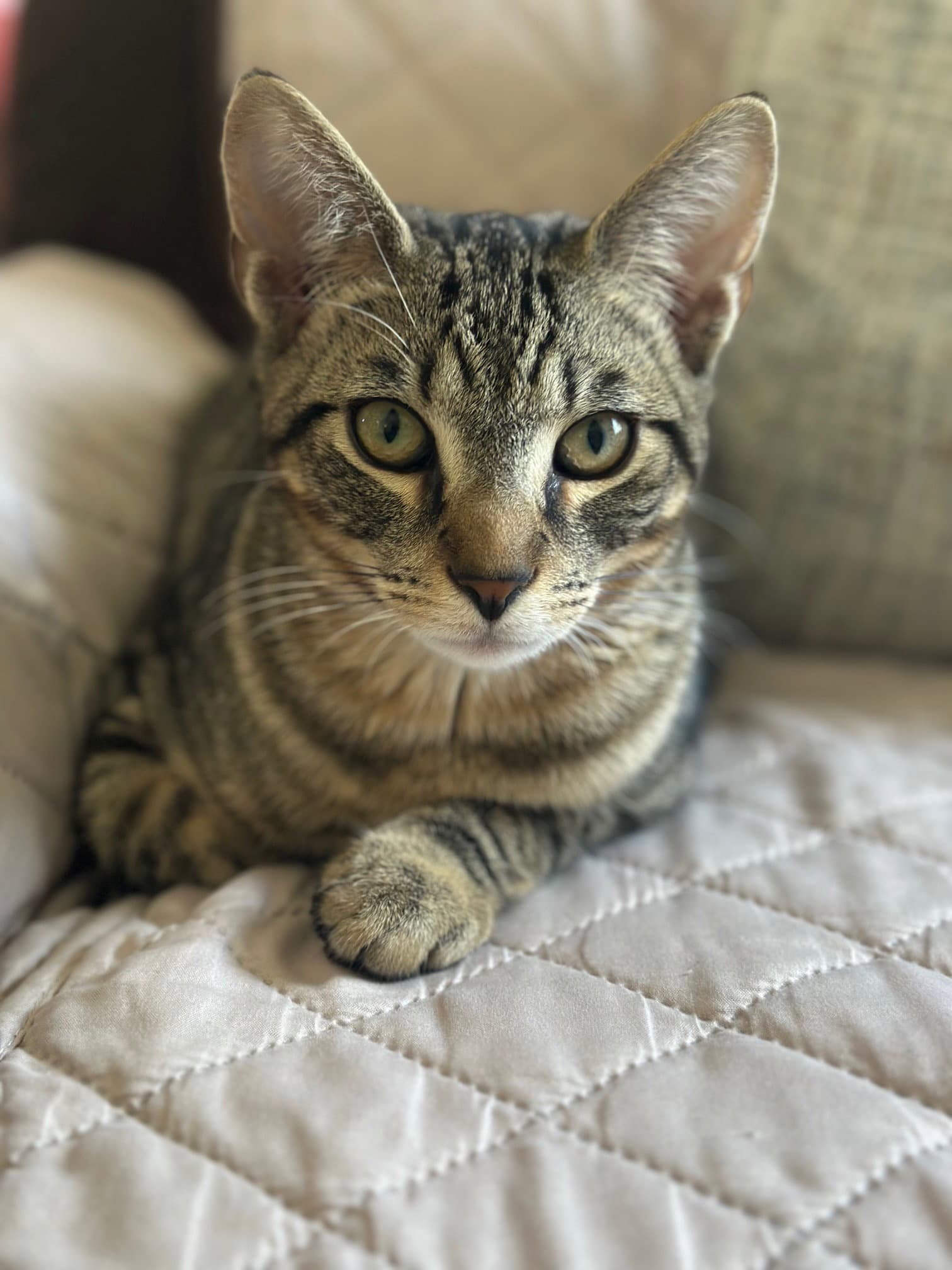 Jj