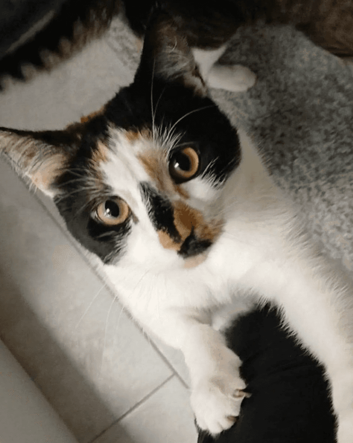 Leila