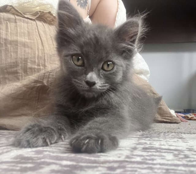 Bellatrix