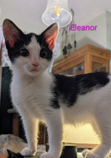 Eleanor