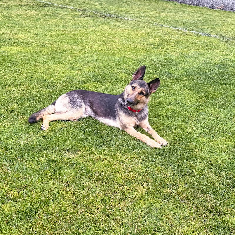 Klara