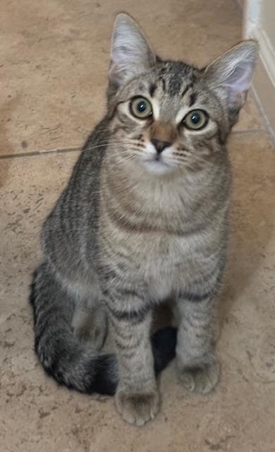 Poppy Purrsome