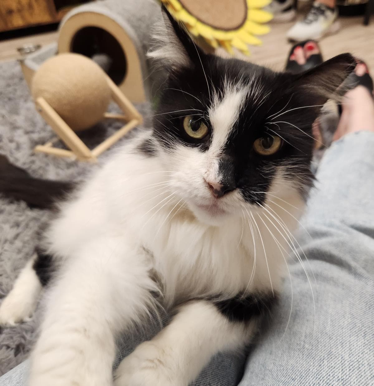 Arwen Longtail