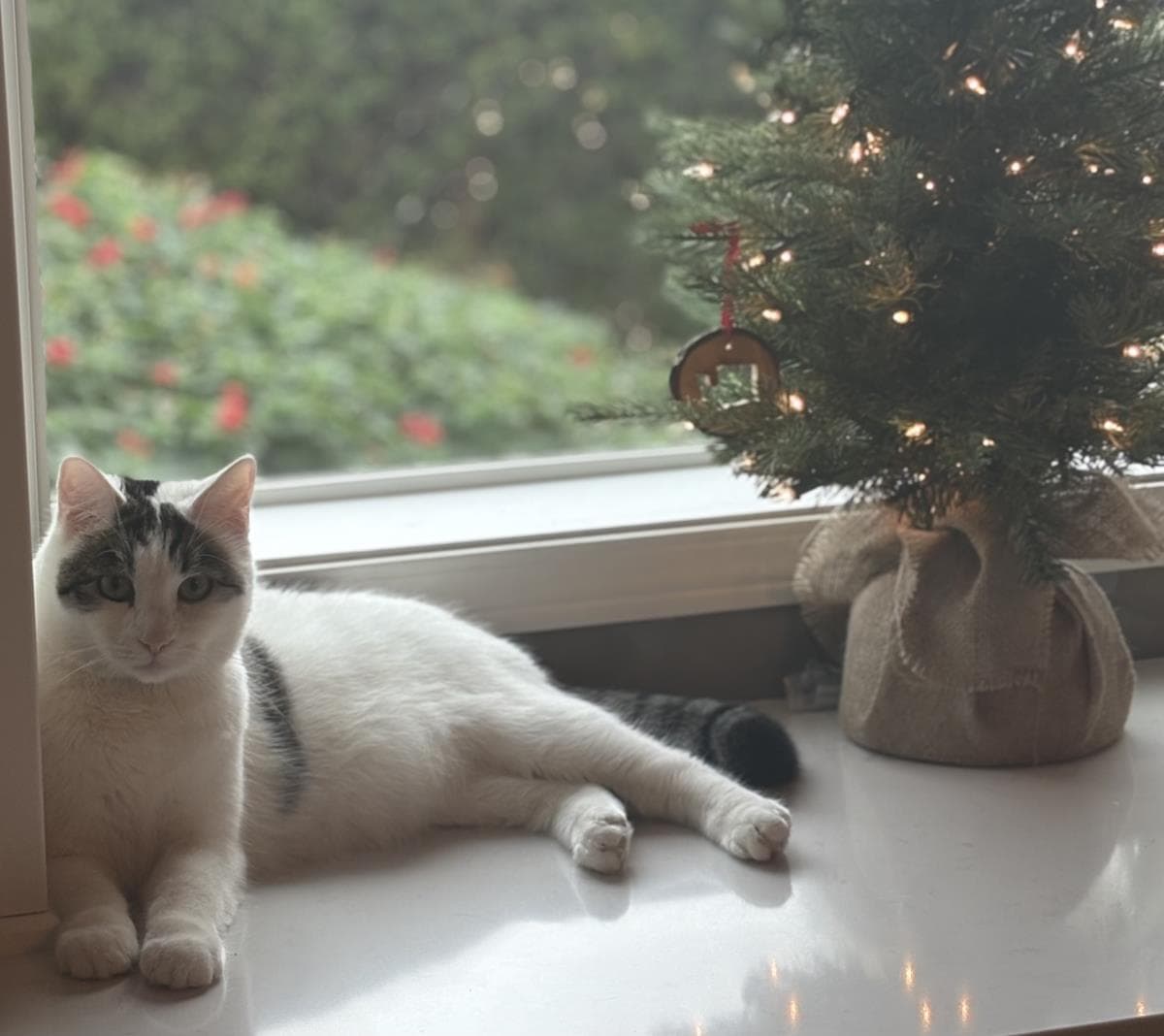 Quinn Meow