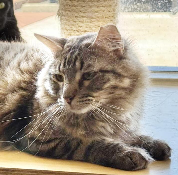 Wispy Puff Bonded To Runner Sol