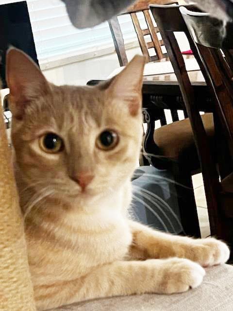 Baby Garfield