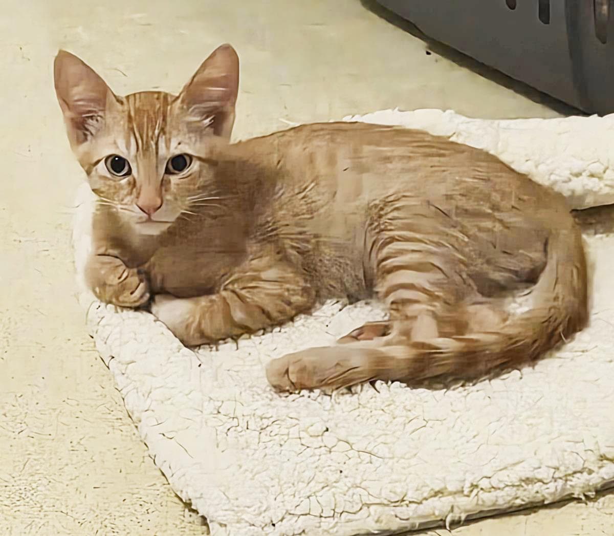 Peanut Summerlover