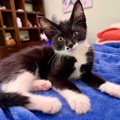 Oreo