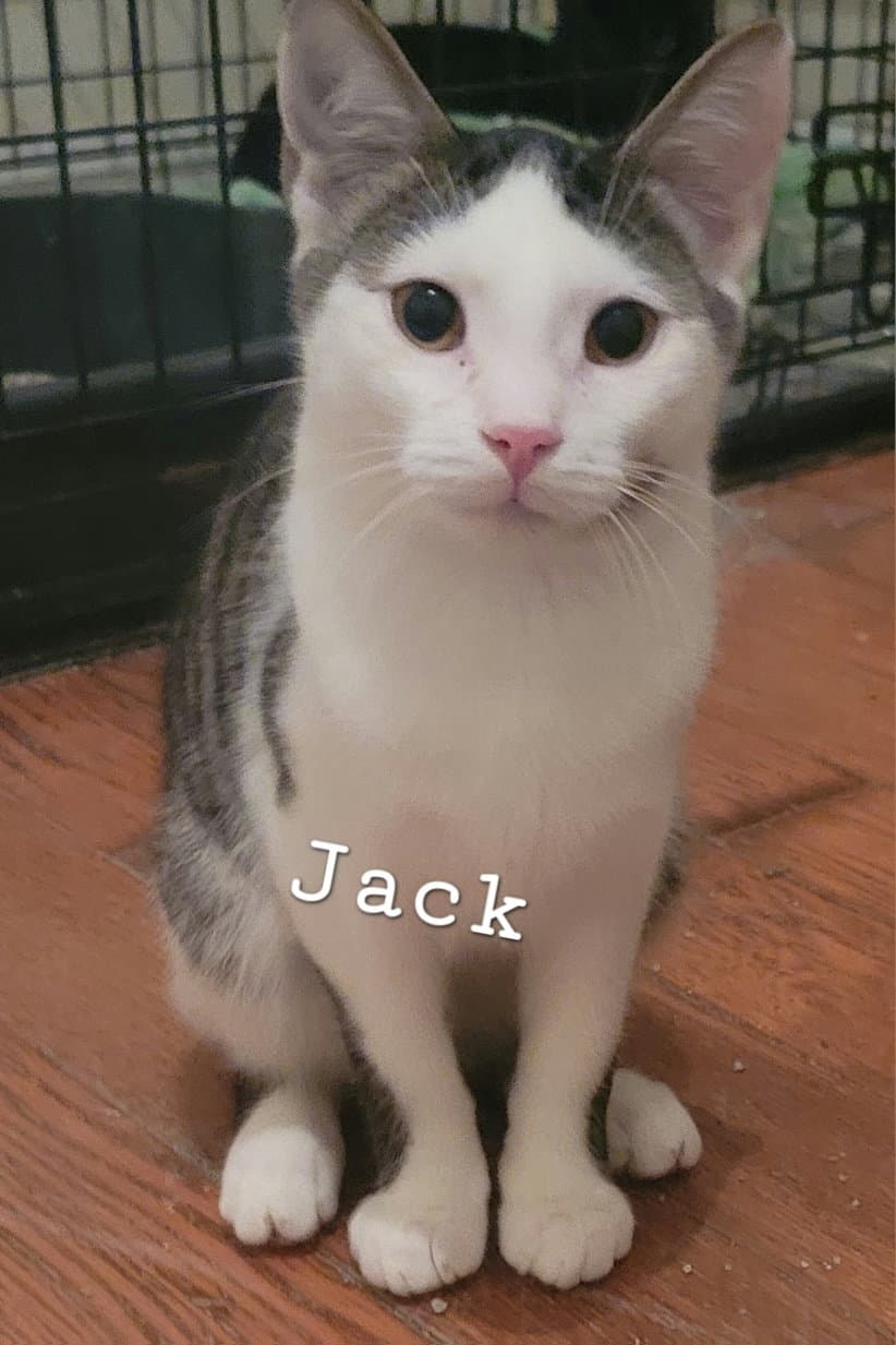 Jack