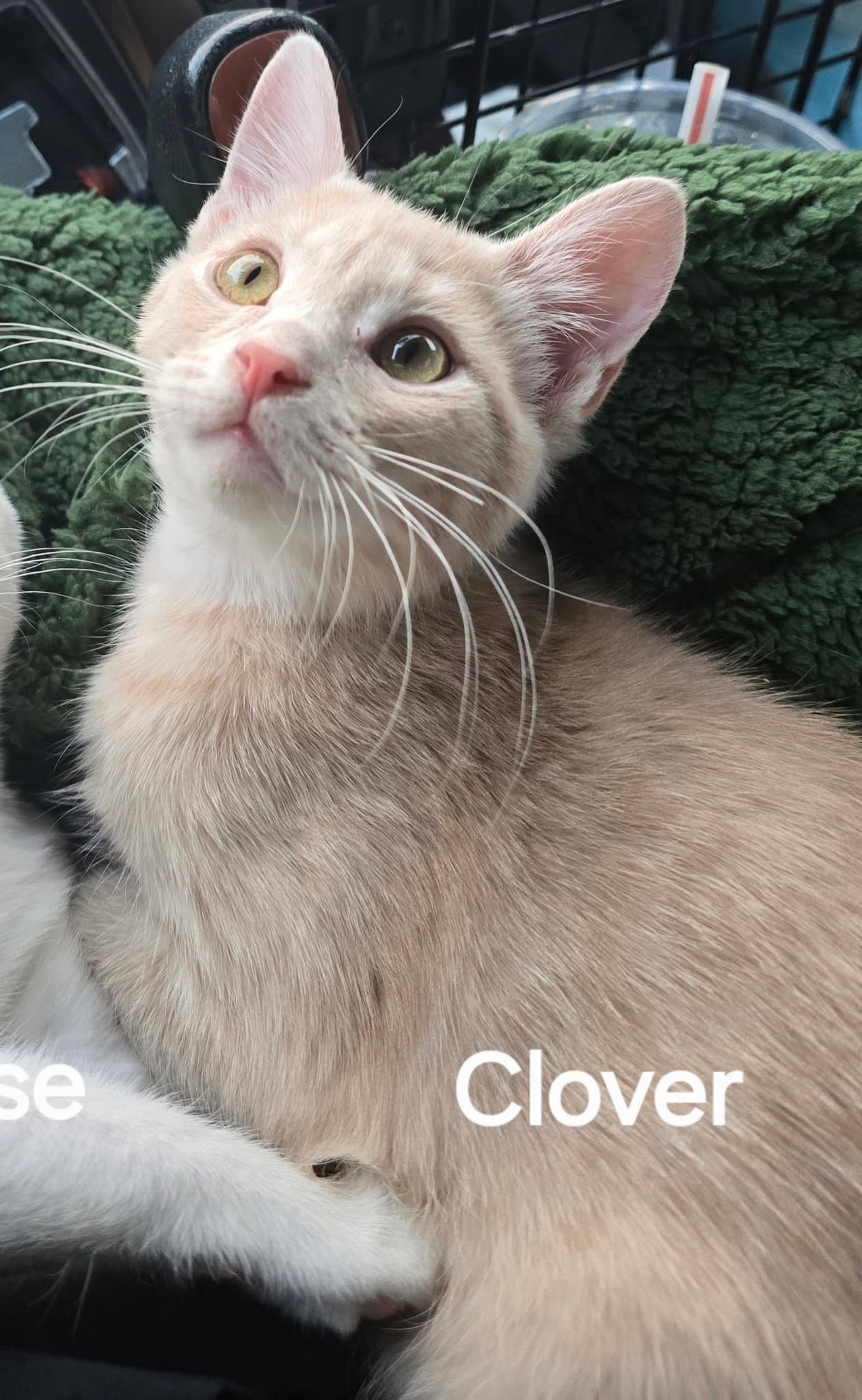Clover