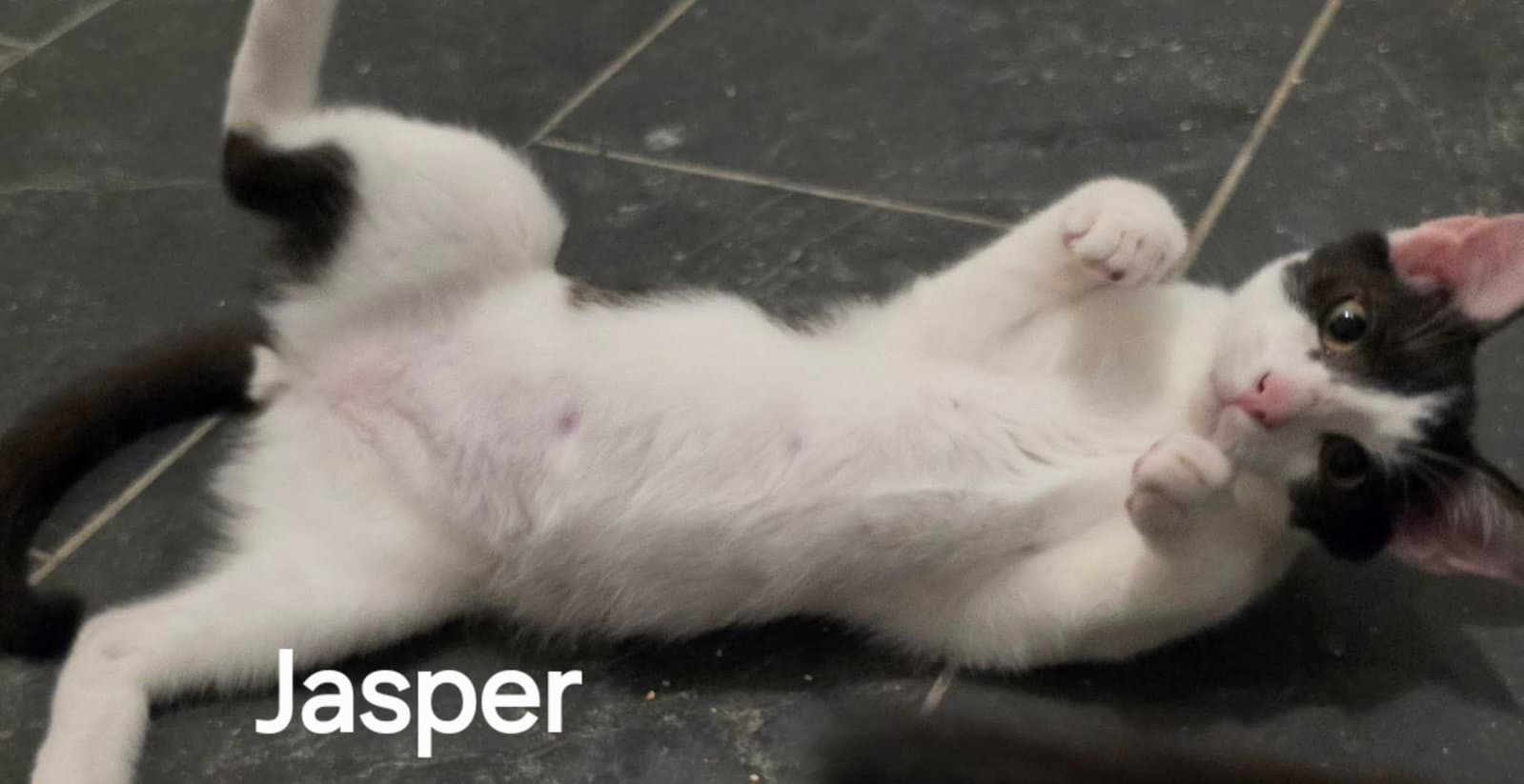 Jasper