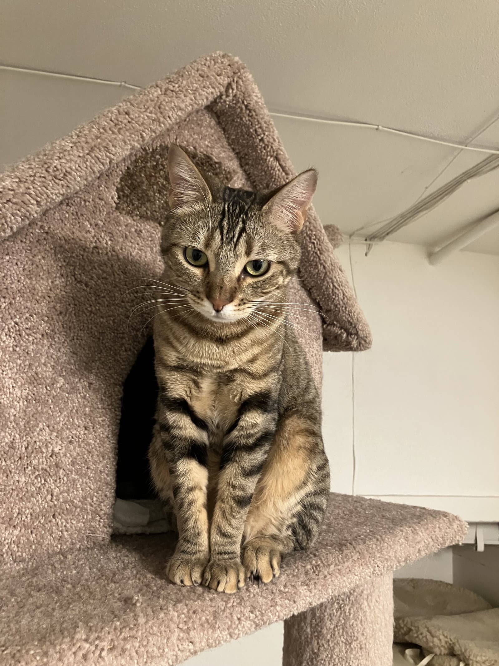 MABEL - Offered by Owner - Needs Special Attention