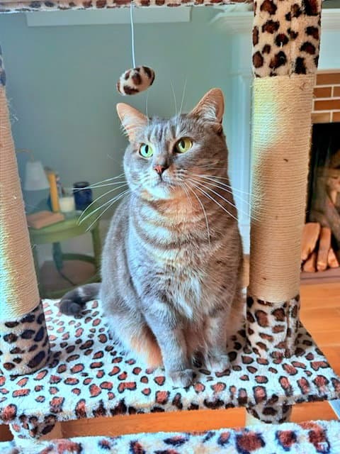 STORMY #1988 - Offered by Owner - Family Cat!