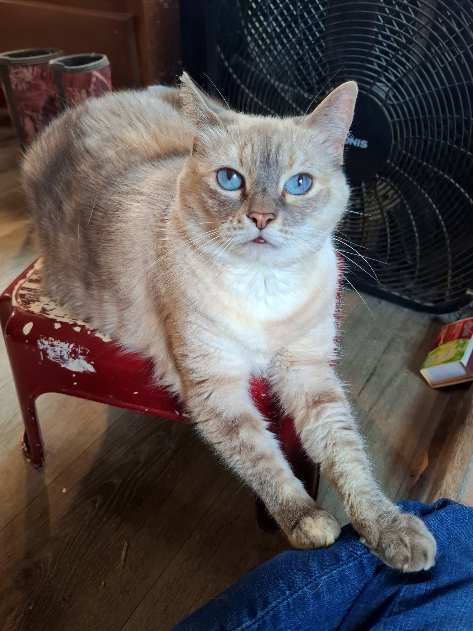MISHKA #2006 - Offered by Owner - Siamese Mix Sr.