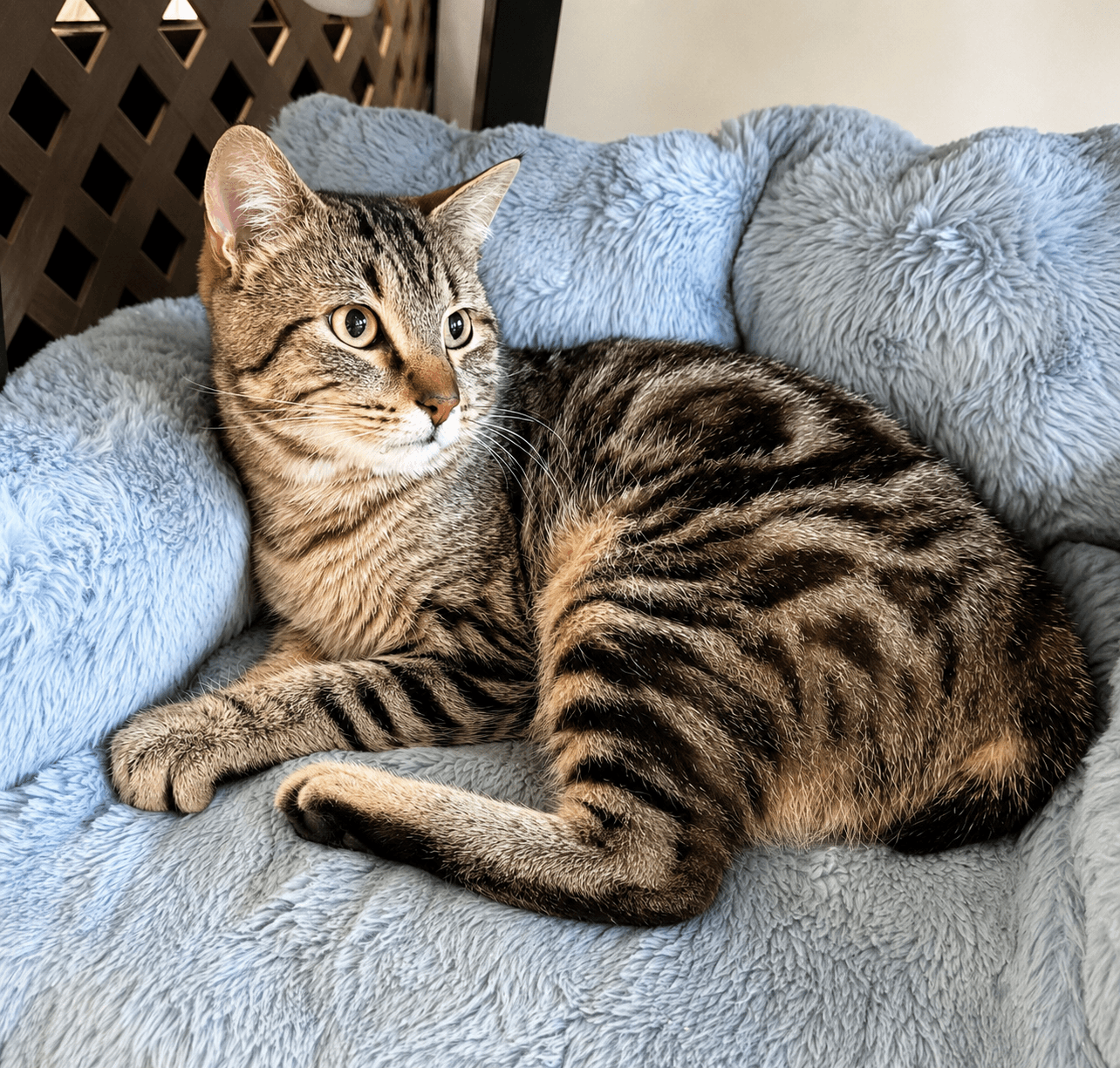 BROADWICK #2008 - Offered by Owner - exotic Tabby